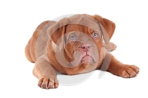 Puppy of dogue de bordeaux photo