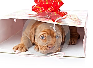 Puppy of Dogue de Bordeaux (French mastiff)