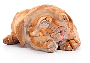 Puppy of Dogue de Bordeaux (French mastiff) photo