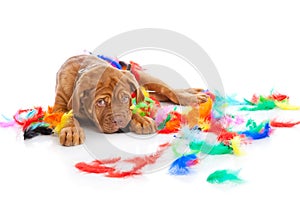 Puppy of Dogue de Bordeaux (French mastiff)