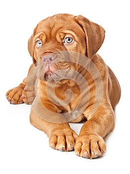 Puppy of Dogue de Bordeaux (French mastiff)