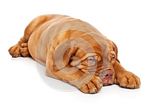 Puppy of Dogue de Bordeaux (French mastiff)