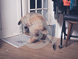 Puppy doing a poo on the floor