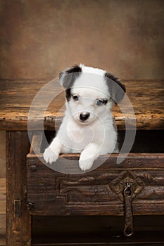 Puppy in a drawer