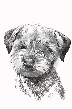 Puppy drawing