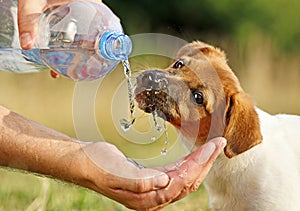 A puppy drinking water from a bottle