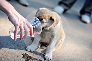 Puppy drinks water