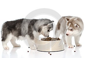 Puppy eating food