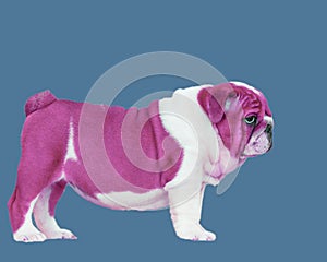 Puppy English bulldog clousup in pink color