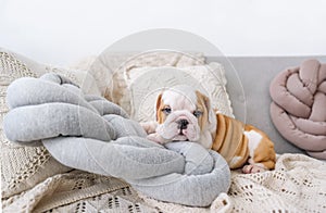 Puppy of the English bulldog lies on white pillows on a sofa