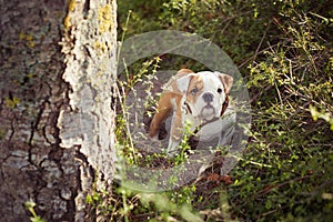 Puppy english french bulldog red white fur posing sit for camera in wild forest wearing casual clothes.Cute little bull dog walkin