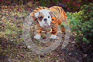 Puppy english french bulldog red white fur posing sit for camera in wild forest wearing casual clothes.Cute little bull dog walkin