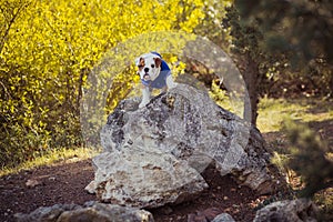 Puppy english french bulldog red white fur posing sit for camera in wild forest wearing casual clothes.Cute little bull dog walkin