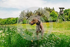 Puppy enjoys the sun on the meadow