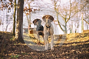 puppy of european sled dog great for mushing