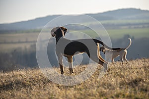 puppy of european sled dog great for mushing