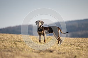 puppy of european sled dog great for mushing