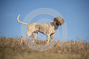 puppy of european sled dog great for mushing