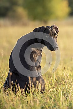 puppy of european sled dog great for mushing