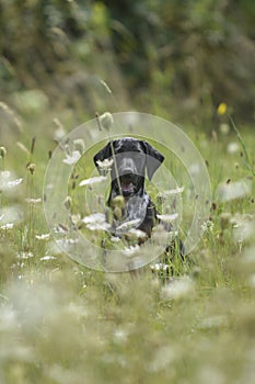 puppy of european sled dog great for mushing