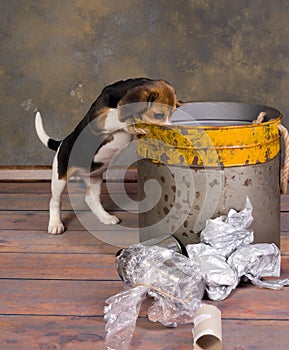 Puppy exploring garbage