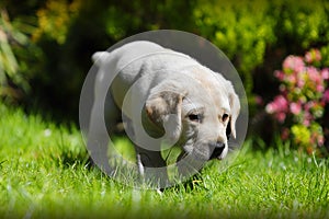 Puppy exploring garden