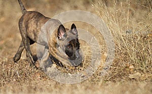 Puppy exploring outdoors is camouflage in autumn scenery