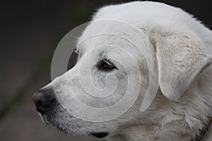 Puppy Eyes White Pyrenean Mountain Dog