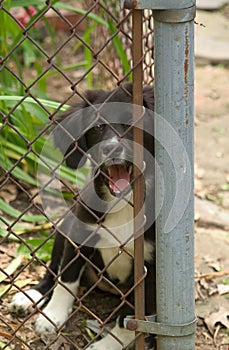 Puppy at the fence