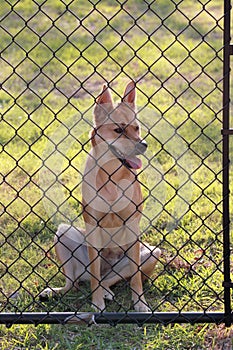 Puppy at Fence