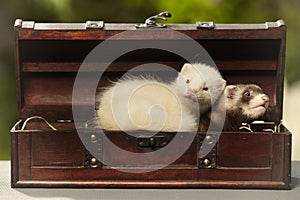 Puppy ferret couple in wooden box of treasure chest