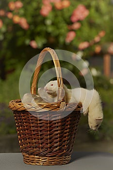 Puppy ferret group playing together in basket on garden