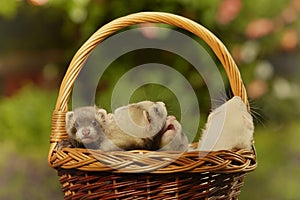 Puppy ferret group playing together in basket on garden