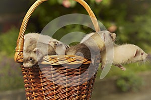 Puppy ferret group playing together in basket on garden