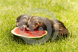 Puppy ferret group tasting red watermelon on summer garden