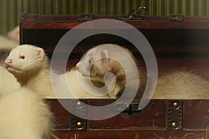 Puppy ferret group in wooden box style of treasure chest