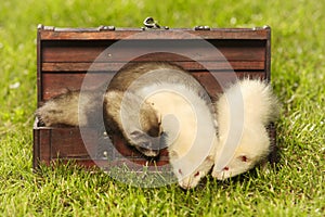 Puppy ferret group in wooden box style of treasure chest