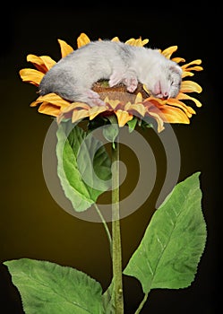 Puppy ferret sleeping on a sunflower on a yellow background