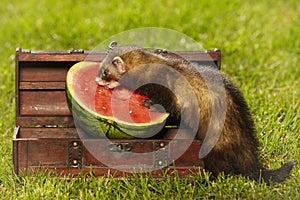 Puppy ferret with wooden box of treasure chest style