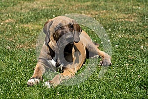 Puppy of Fila Brasileiro (Brazilian Mastiff) photo