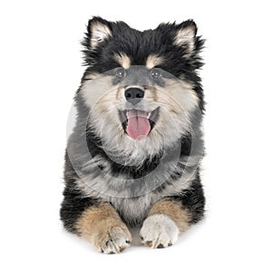 Puppy Finnish Lapphund