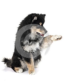 Puppy Finnish Lapphund