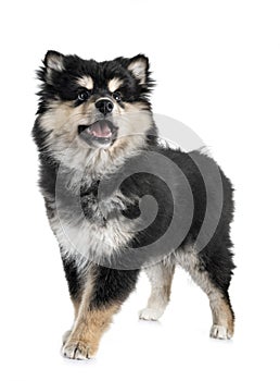 Puppy Finnish Lapphund