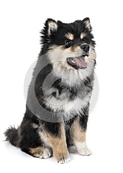 Puppy Finnish Lapphund