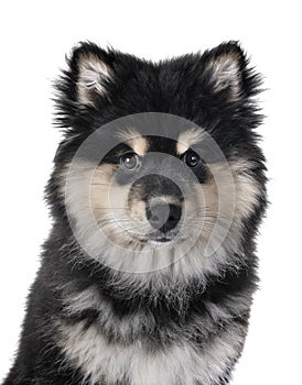 Puppy Finnish Lapphund