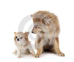 Puppy Finnish Lapphund and chihuahua