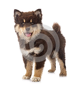 Puppy Finnish Lapphund in studio