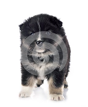 Puppy Finnish Lapphund in studio