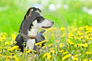 Puppy in flower field of yellow dandelions