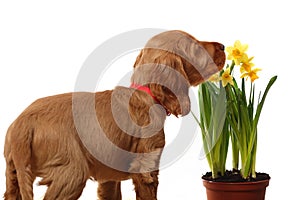 Puppy and flowers